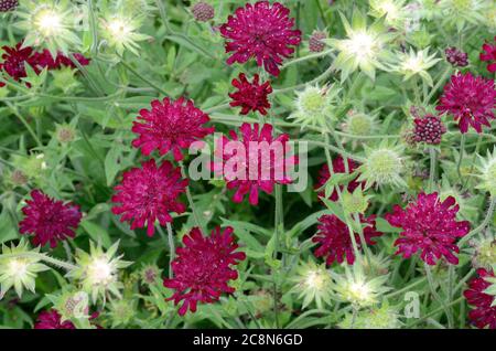 Macedonian scabious Knautica Macedonia crimson pincushien-like flowers Stock Photo