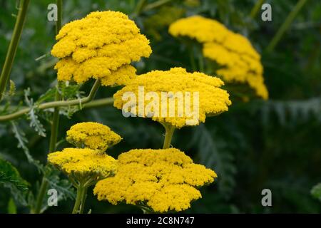 Achillea filipendulina Golden Plate yarrow gold plate yellow flowerhead Stock Photo