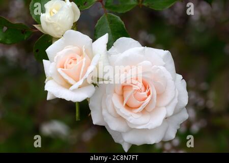 l Rosa Penny lane Hardwell Rose penny lane climbing rose flowers blooms Stock Photo