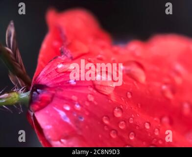 Water drops on a red poppy flower Stock Photo