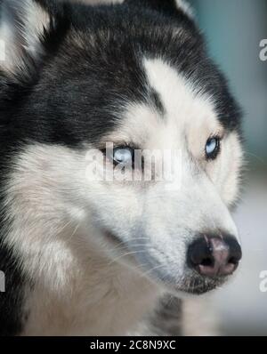 Siberian husky dog with blue eyes walking autumn park with yellow ...