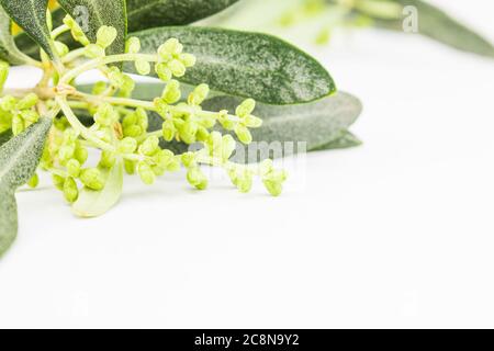 Olive blossom, Olive branch with young olives. Stock Photo