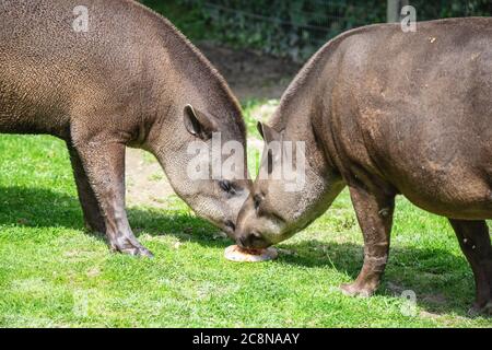 South American tapir, Tapirus terrestris, also called Brazilian tapir, Amazonian tapir, maned tapir, Lowland tapir Stock Photo