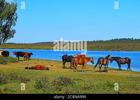 Ponies and cows next to Hatchet pond in the New Forest Stock Photo