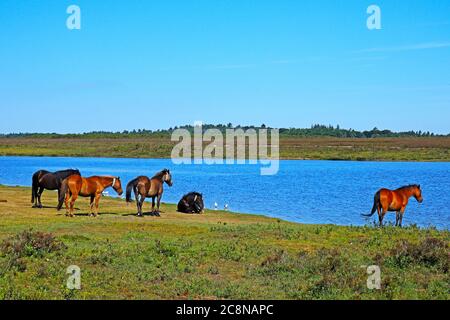 Ponies next to Hatchet pond in the New Forest Stock Photo