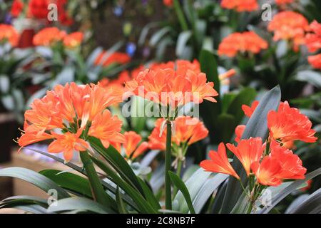 Bush lily(Clivia miniata,Natal lily,Kaffir lily,Fire lily),beautiful yellow with orange flowers blooming in the garden in spring