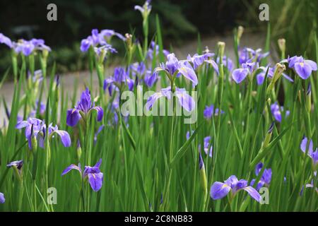 Iris flowers,beautiful view of purple with yellow flowers blooming in the garden in spring Stock Photo