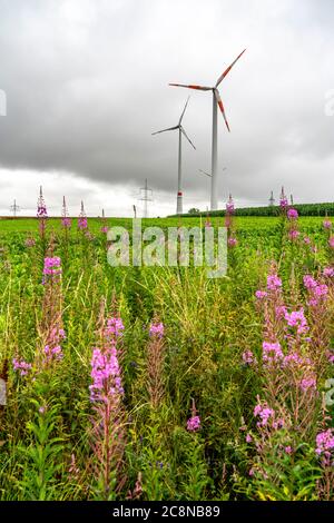 Power lines, high-voltage lines, wind power plants, grain field, northeast of Höxter, NRW, Germany Stock Photo