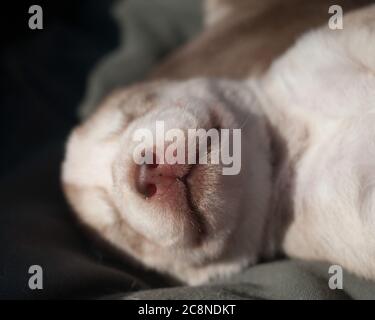 cute sleeping husky pup face Stock Photo