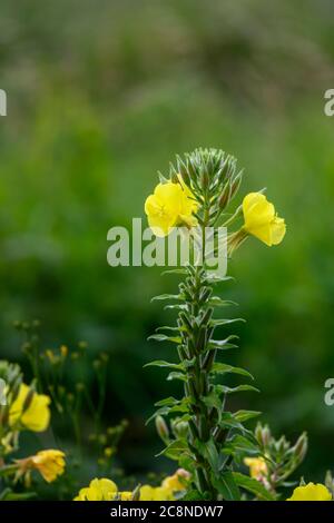 Flower head of Evening Primrose (Oenothera biennis) against an out of focus green background Stock Photo