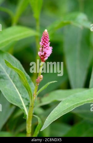 Water Knotweed (Persicaria amphibia) in flower Stock Photo