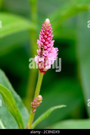 Water Knotweed (Persicaria amphibia) in flower Stock Photo