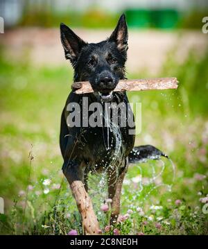 German shepperd dog with stick, after water in hot sunny day Stock Photo