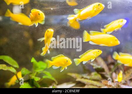 Group of goldfish in freshwater fishtank Stock Photo