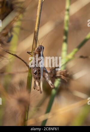 Grasshopper in its natural environment. Macro photography. Stock Photo