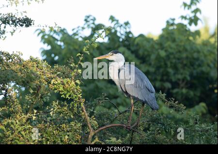 Heron looking for berries in a tree at High Batts Nature Reserve, near Ripon, North Yorkshire Stock Photo