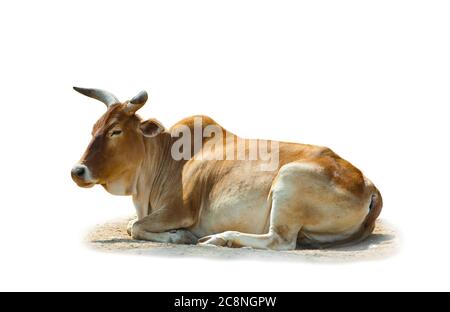 Zebu the indian bull isolated over a white background Stock Photo