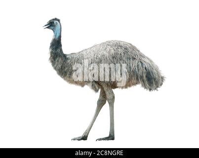 Emu isolated over a white background Stock Photo