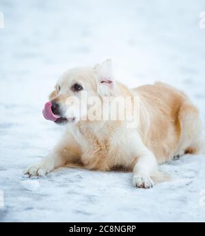 Golden retriever in winter Stock Photo