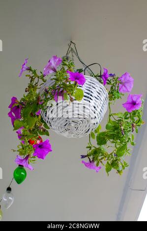 Petunia  hybrida hort. ex Vilm, hanging flower in white decorative wicker basket, in full bloom, colorful decorative bulbs in the background,houseplan Stock Photo