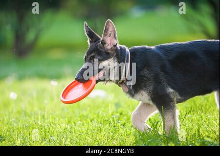 Cute puppy of east-european shepherd with frisbie disk in summer Stock Photo