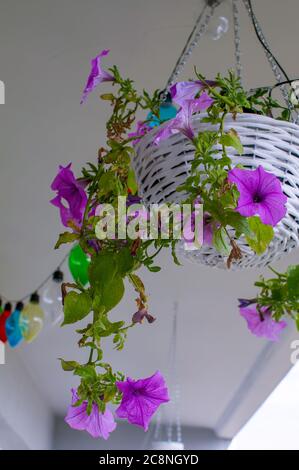 Petunia  hybrida hort. ex Vilm, hanging flower in white decorative wicker basket, in full bloom, colorful decorative bulbs in the background,houseplan Stock Photo