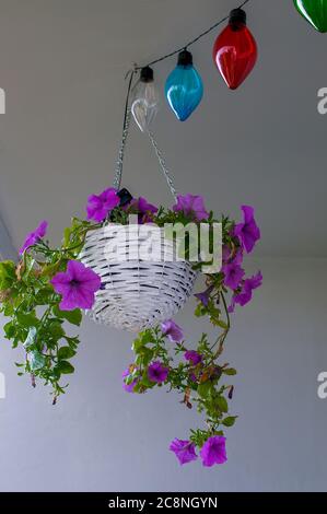 Petunia  hybrida hort. ex Vilm, hanging flower in white decorative wicker basket, in full bloom, colorful decorative bulbs in the background,houseplan Stock Photo