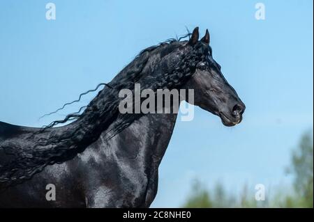 Beautiful frisian stallion against the blue sky background Stock Photo