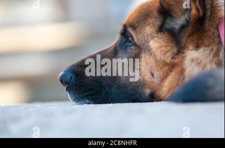 German shepherd dog muzzle closeup Stock Photo