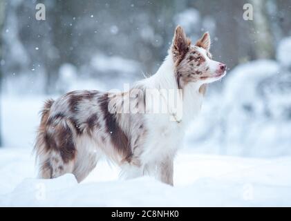 Border collie in winter looking curious Stock Photo