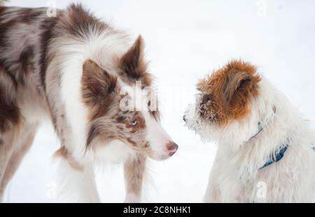 Cute border collie meets jack russel terrier in snowy park Stock Photo