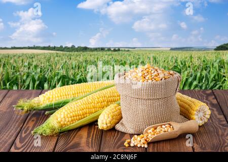 fresh corn cobs and dry seeds in bag Stock Photo