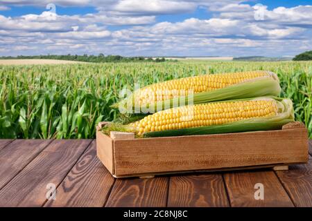 corn cobs in box Stock Photo