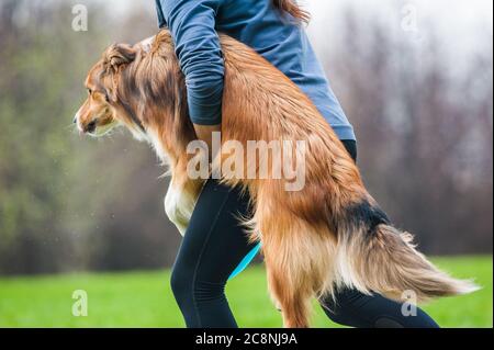 Concept: Owner carryng her dog on frisbie show after performance Stock Photo
