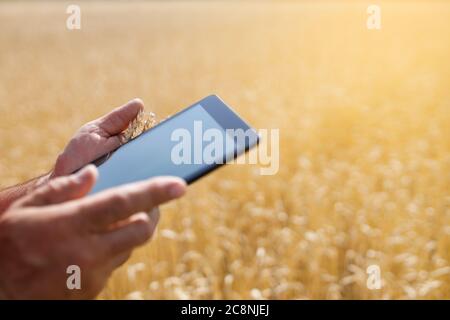 electronic tablet in a wheat field Stock Photo