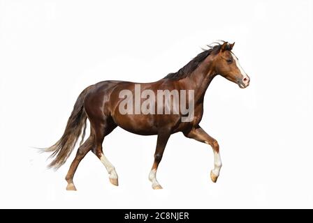 Cute miniature horse isolated over a white background Stock Photo