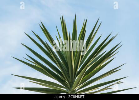 yucca palm tree over blue sky with white clouds with daylight outdoors Stock Photo