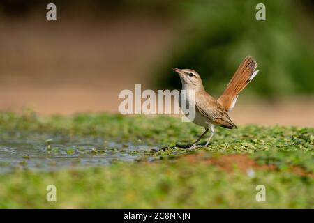 Rufous-tailed scrub robin (Cercotrichas galactotes) Stock Photo