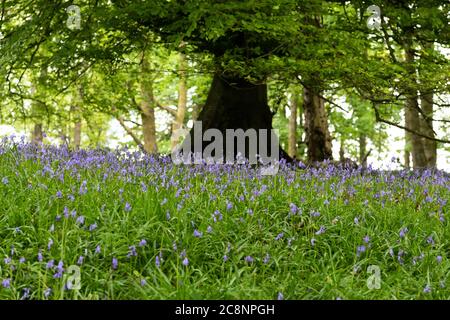 Bluebells under large tree - Scotland, UK Stock Photo