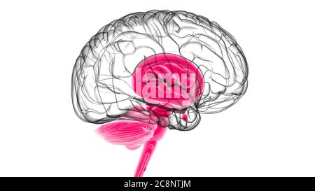 Human Brain inner parts Anatomy For Medical Concept 3D Illustration Stock Photo