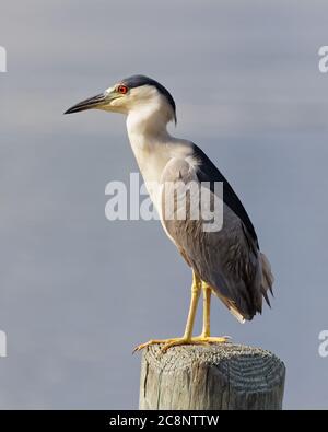 A beautiful adult Black-crowned Night Heron (Nycticorax nycticorax) perches on a dock post, with Florida's Crystal River blurred in the background. Stock Photo