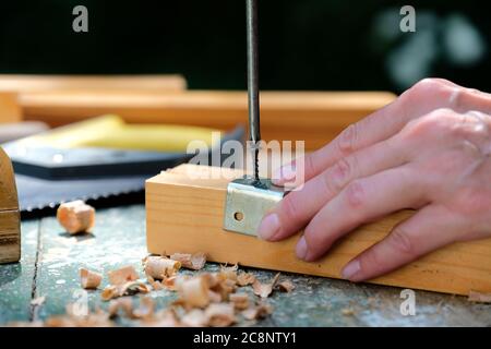 DIY furniture renovation concept. Woman using screwdriver to mount metal bracket on wooden plank, close-up view. Stock Photo