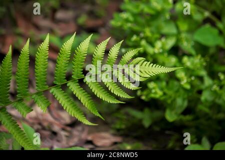 Green leaves in the forest in the light of the sun Stock Photo