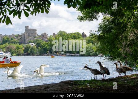 Windsor, Berkshire, UK. 26th July, 2020. Swans staking their territory on the River Thames in Windsor in the warm morning sunshine before torrential rain showers at lunchtime today. Credit: Maureen McLean/Alamy Live News Stock Photo
