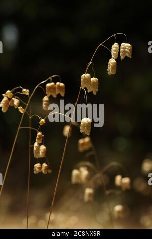 Dry flowers and seeds of several plants of Greater quaking grass (Briza maxima) over a dark out of focus natural background. Arrabida mountains, Setub Stock Photo
