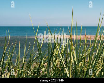 on the beach of the Baltic Sea is in the foreground the dune grass and in the background the sea
