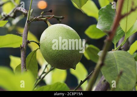 The Young Green Lemon on the Branch Stock Photo