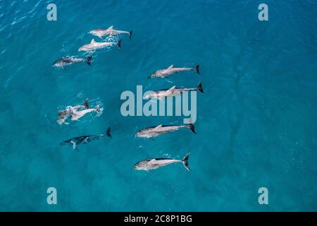 Ariel view of a pod of dolphins, North Stradbroke Island, Moreton Bay, Queensland, Australia Stock Photo