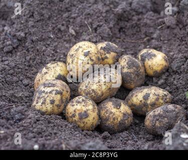 Fresh organic potatoes in the field.Dirty potatoes dug up on the ground.Fresh crop. Stock Photo