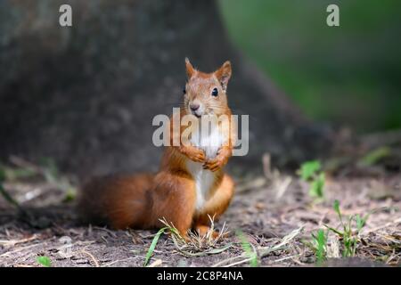 Cute red squirrel with long pointed ears in autumn forerst Stock Photo